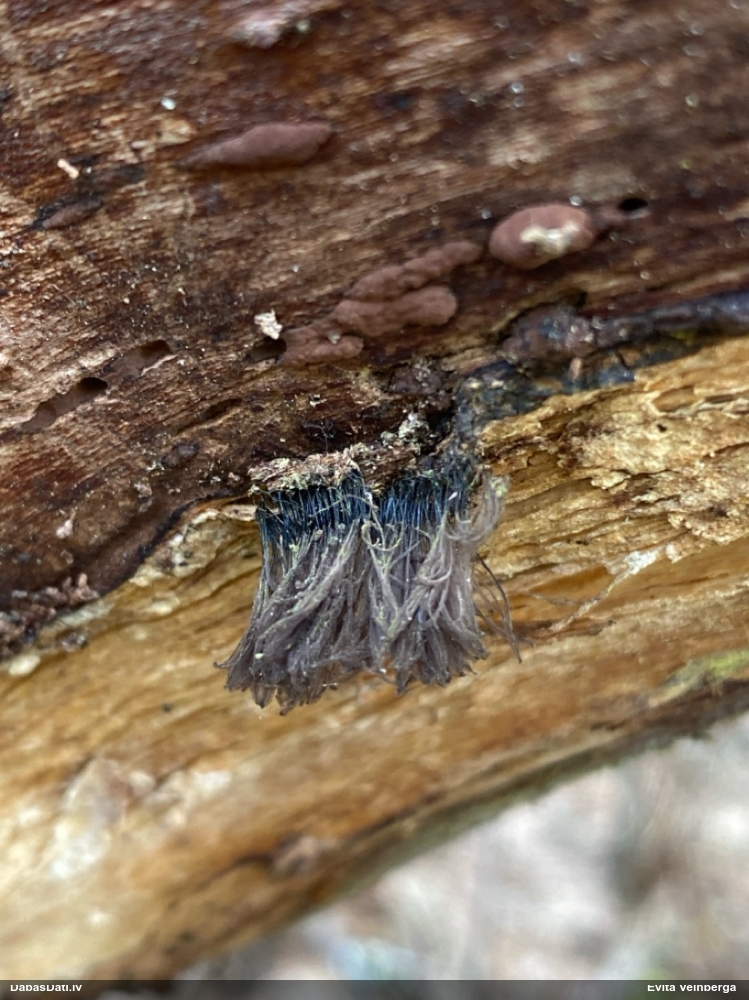 Šokolādes gļotsēne (nenoteikta)