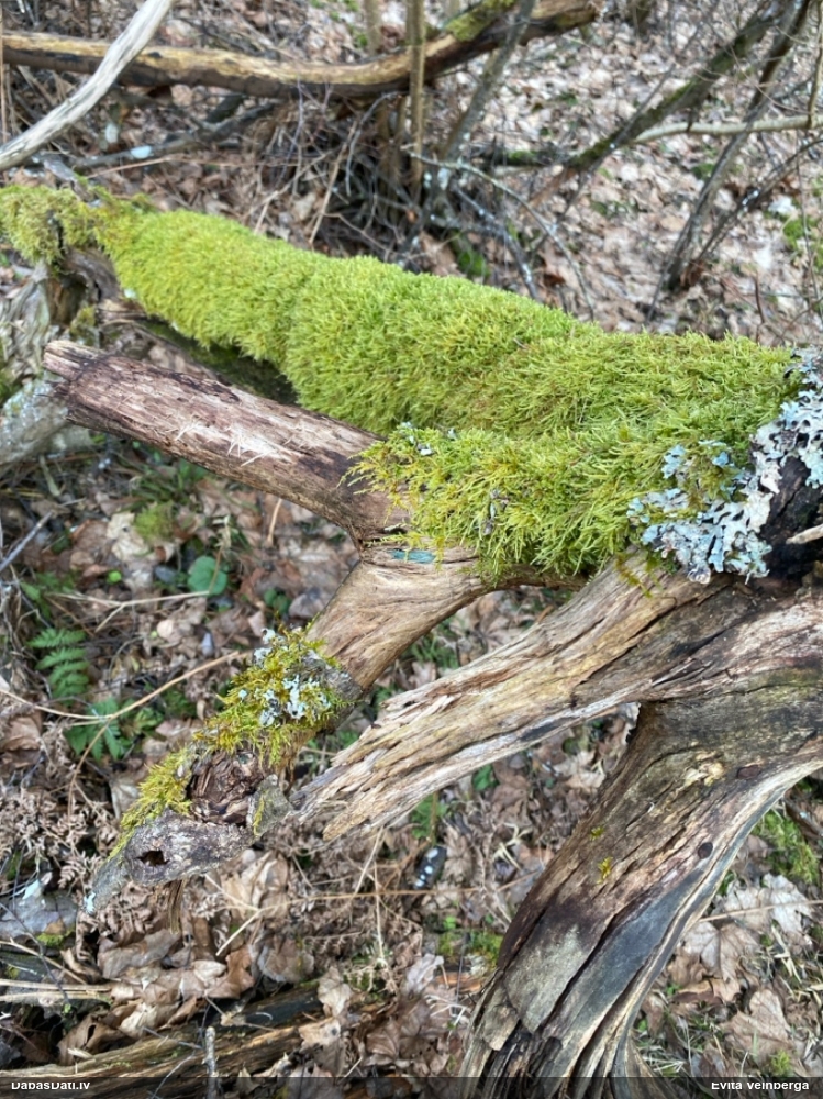 Zilzaļā hlorociborija