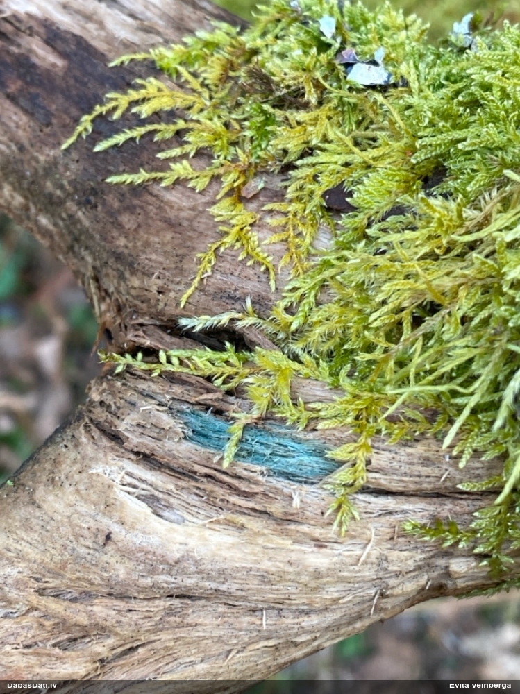 Zilzaļā hlorociborija