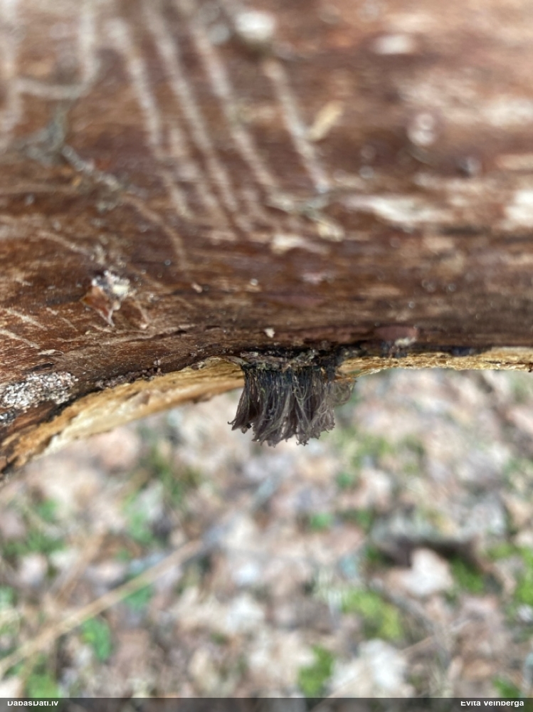 Šokolādes gļotsēne (nenoteikta)