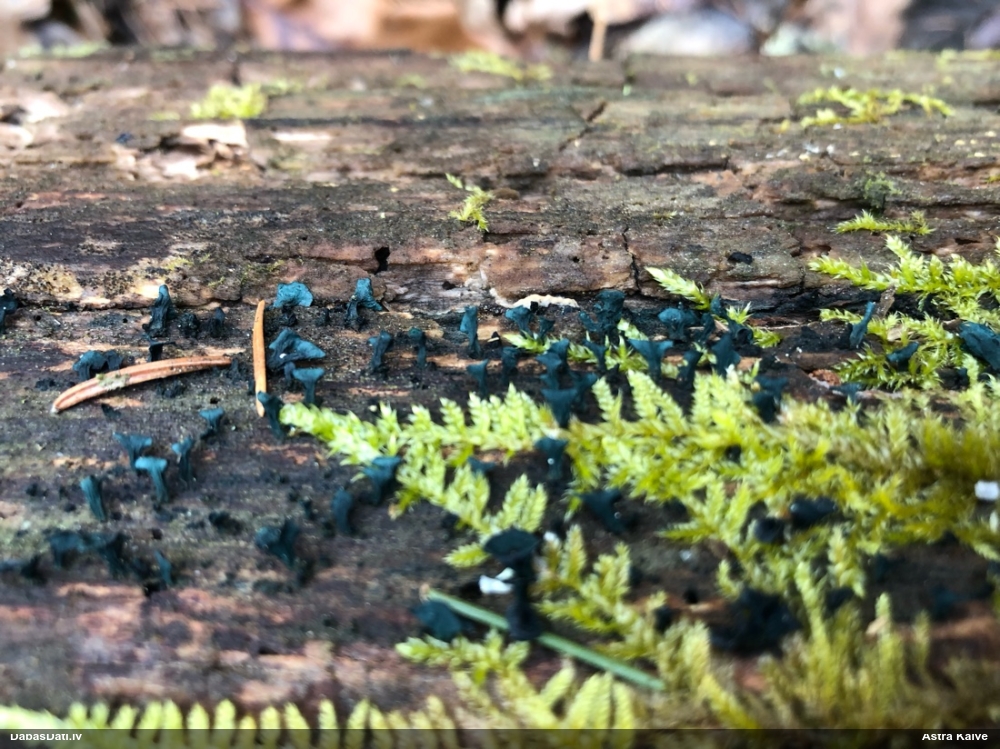 Zilzaļā hlorociborija