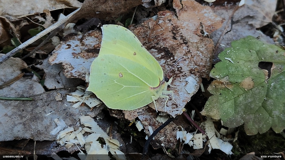 Krūkļu baltenis, citrontauriņš
