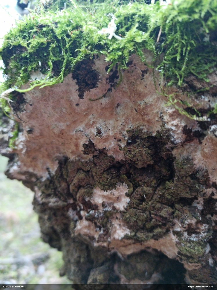 Klājeniska sēne (nenoteikta)