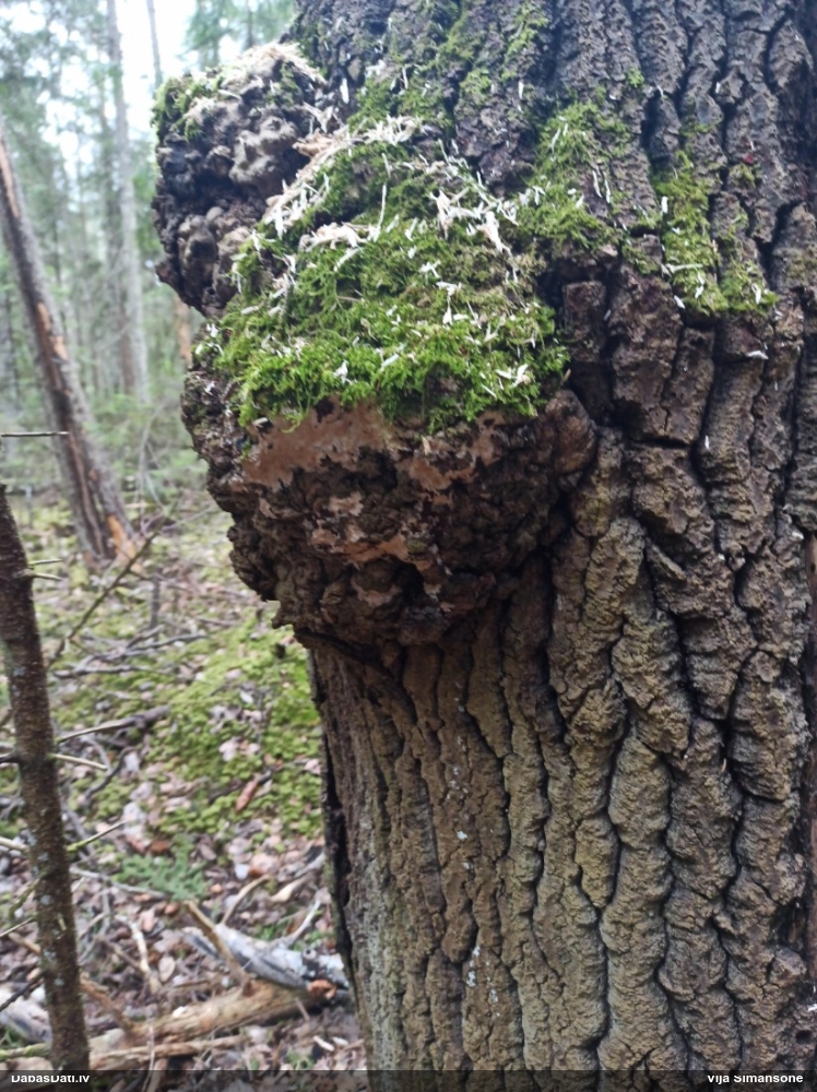 Klājeniska sēne (nenoteikta)