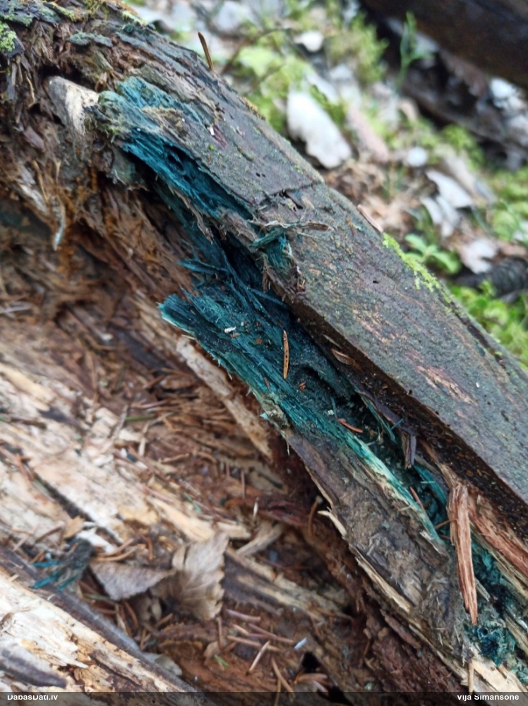 Zilzaļā hlorociborija