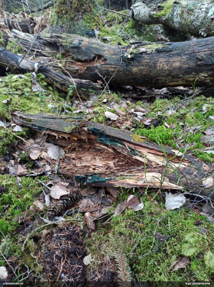 Zilzaļā hlorociborija