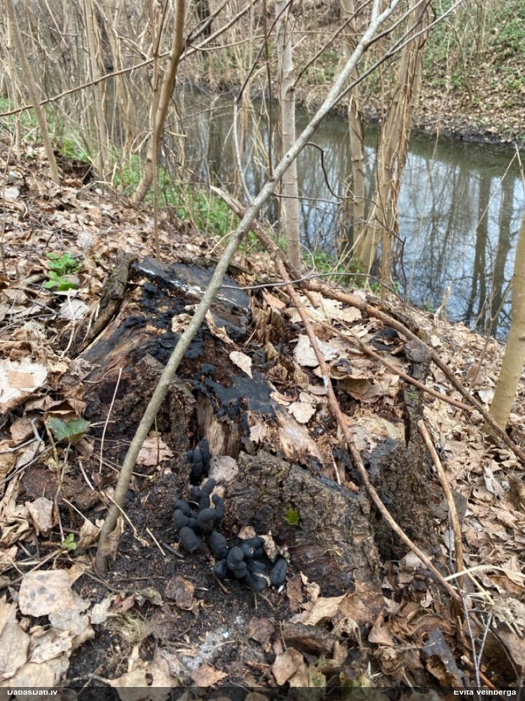 многообразная ксилария