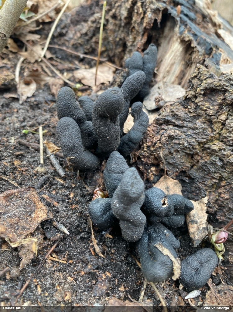 многообразная ксилария