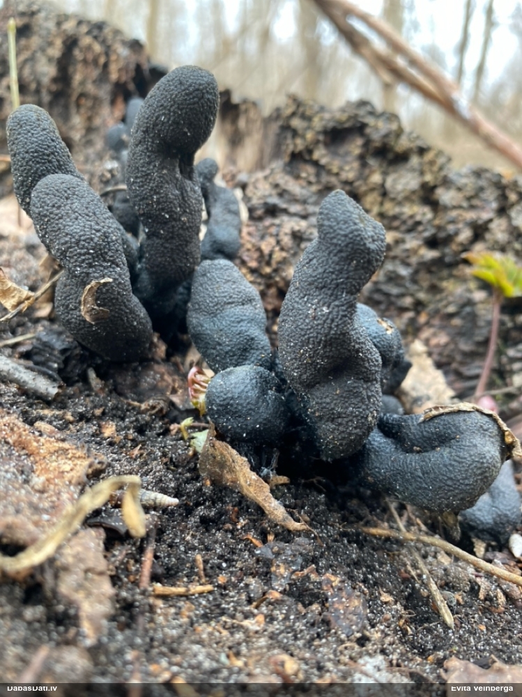 многообразная ксилария