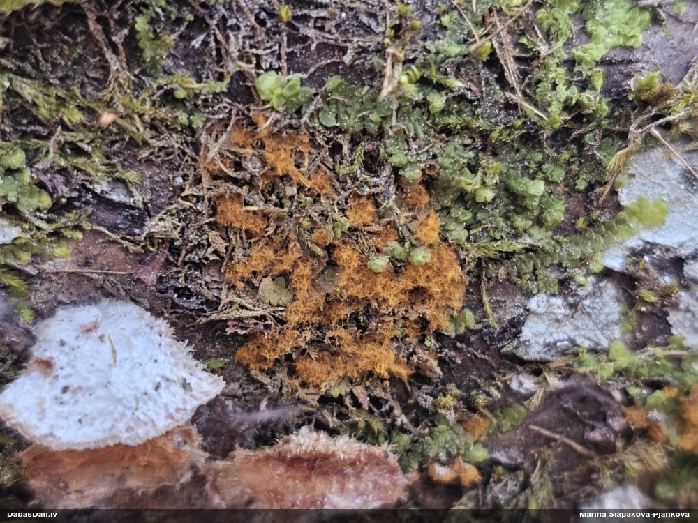 Trihija, hemitrihija (nenoteikta)