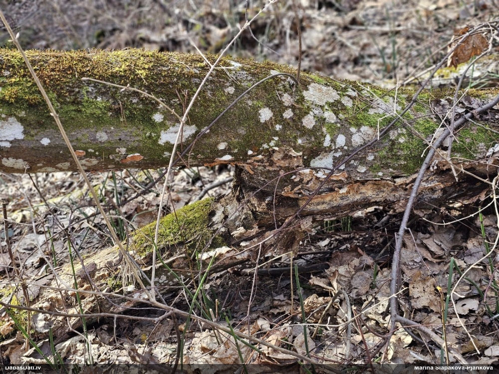 Trihija, hemitrihija (nenoteikta)