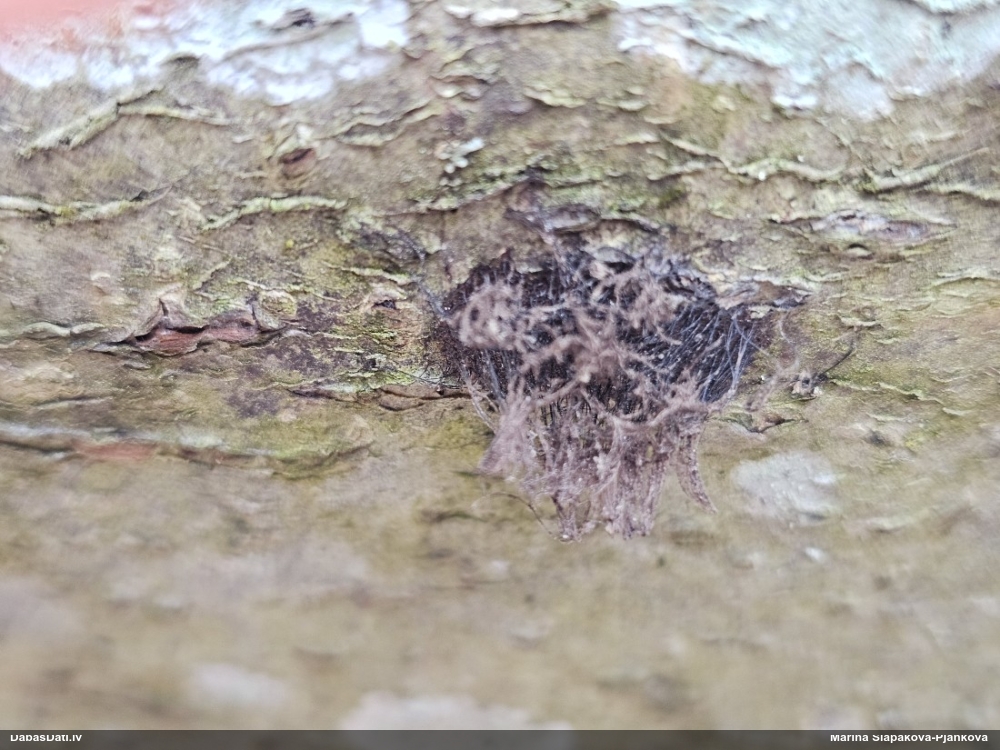 Šokolādes gļotsēne (nenoteikta)