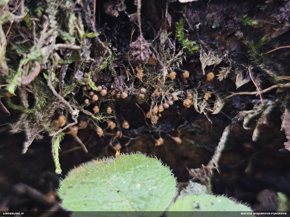 Trihija, hemitrihija (nenoteikta)