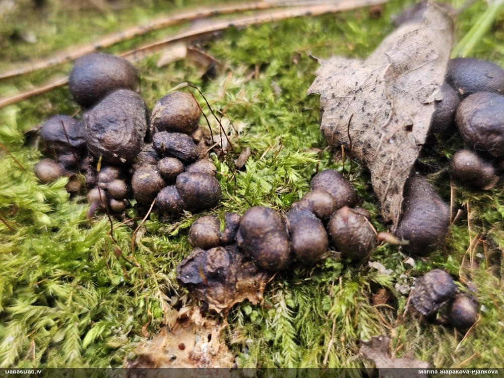 Koksnes vilkpienaine