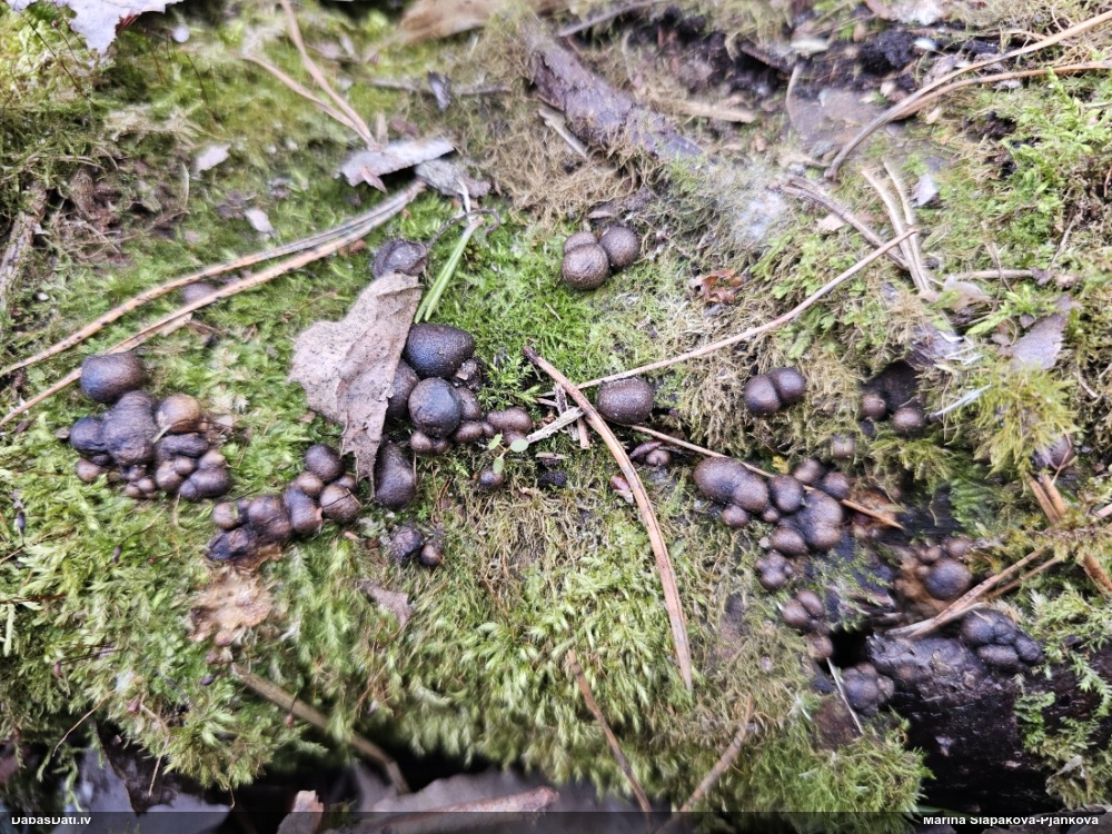 Koksnes vilkpienaine