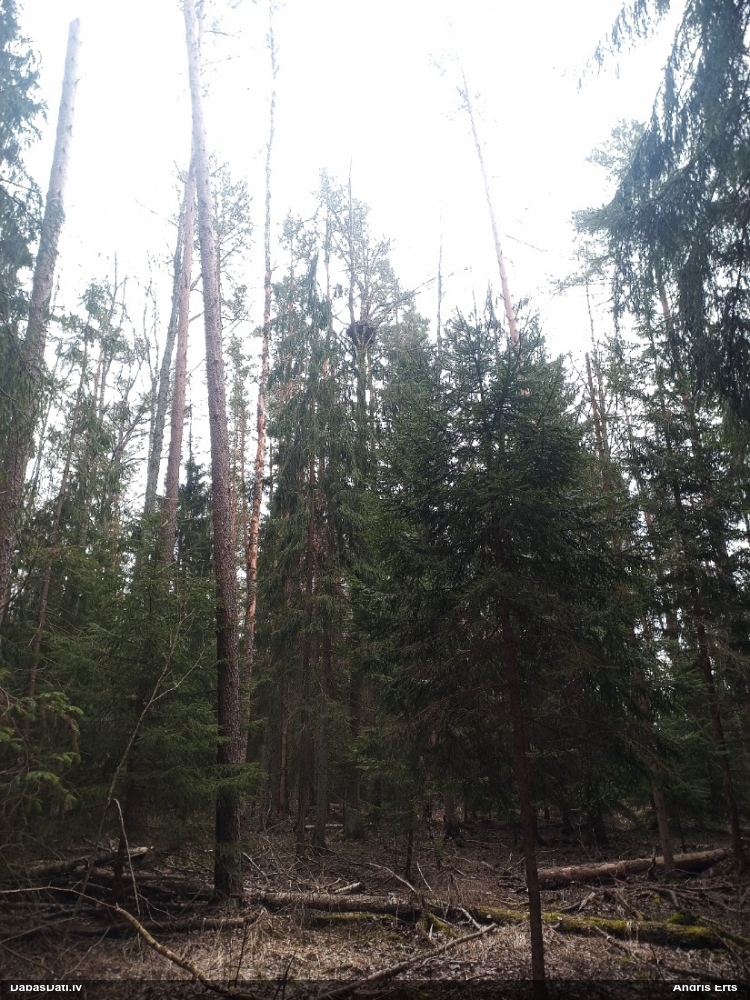 тетеревятник