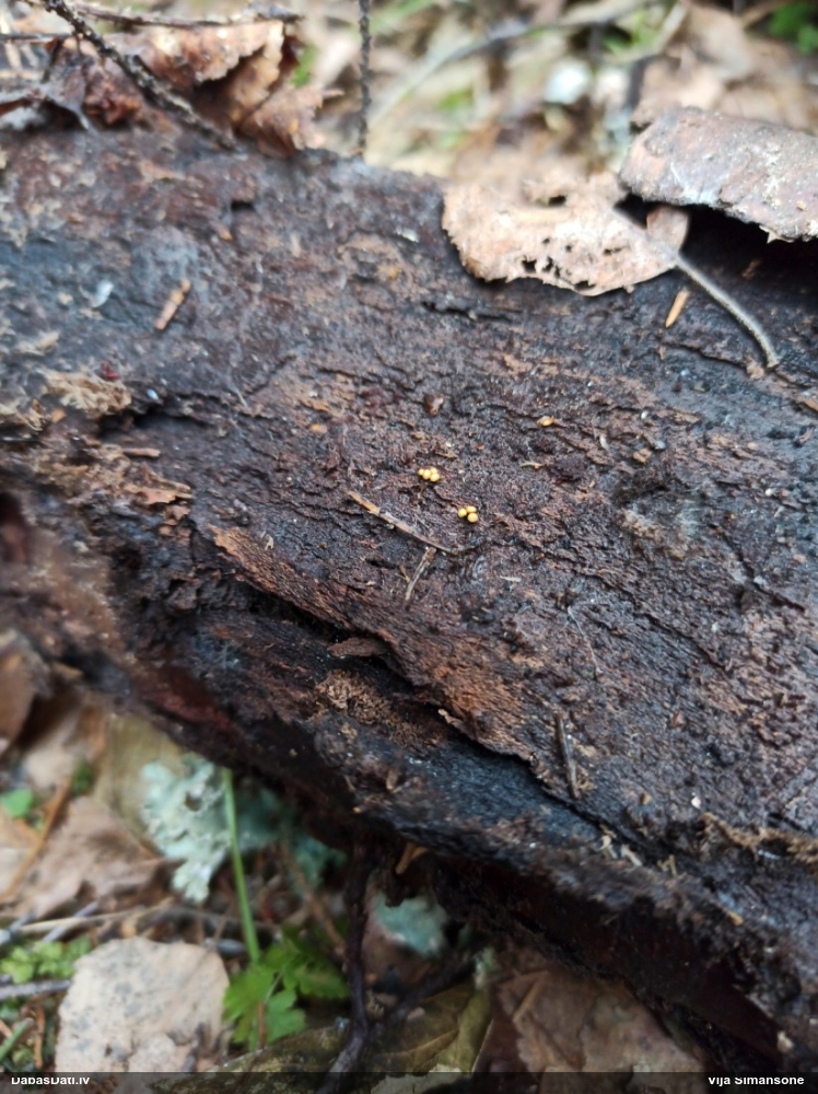 Trihija, hemitrihija (nenoteikta)