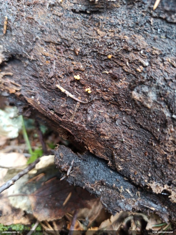 Trihija, hemitrihija (nenoteikta)