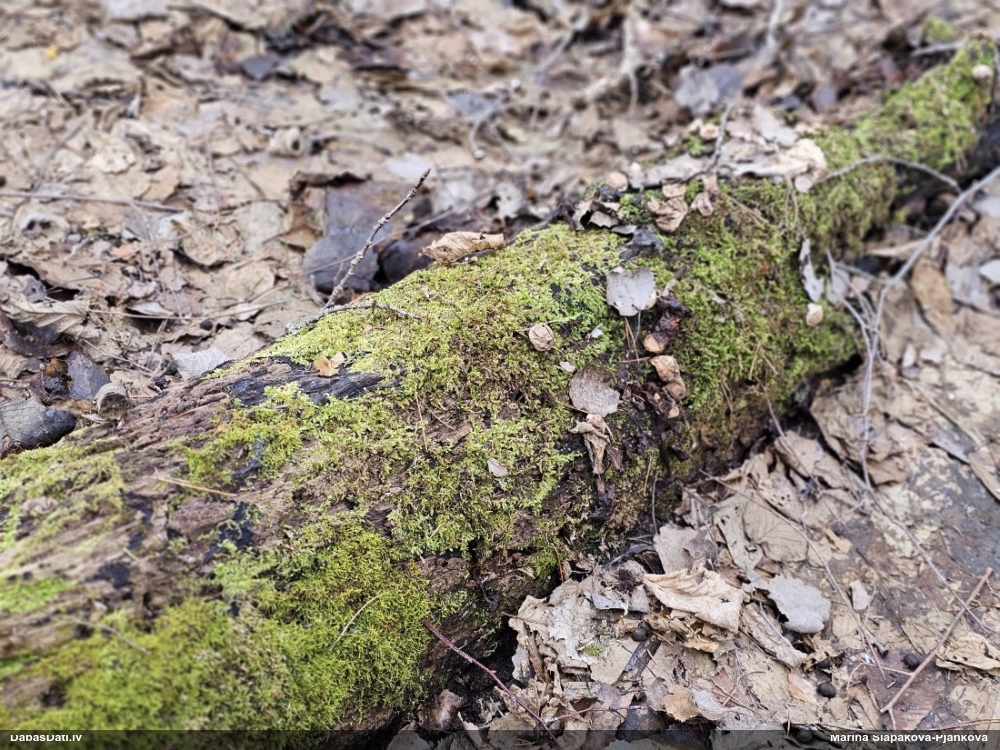 Trihija, hemitrihija (nenoteikta)