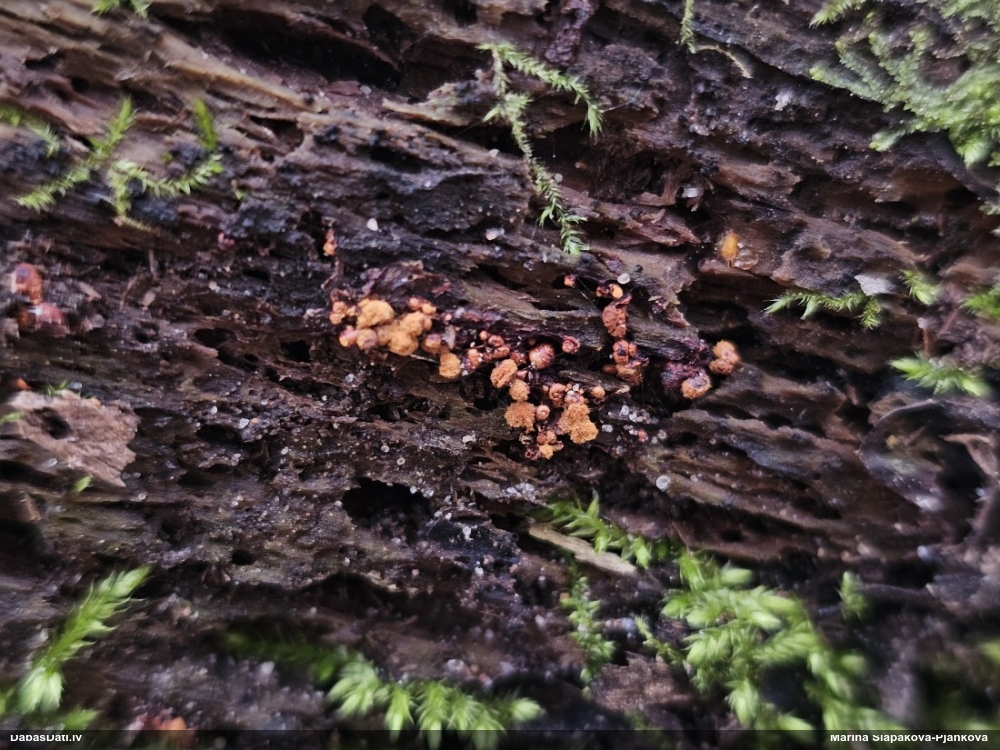 Trihija, hemitrihija (nenoteikta)