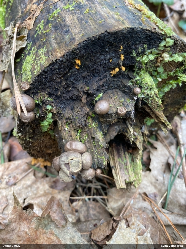 Vilkpienaine (nenoteikta)