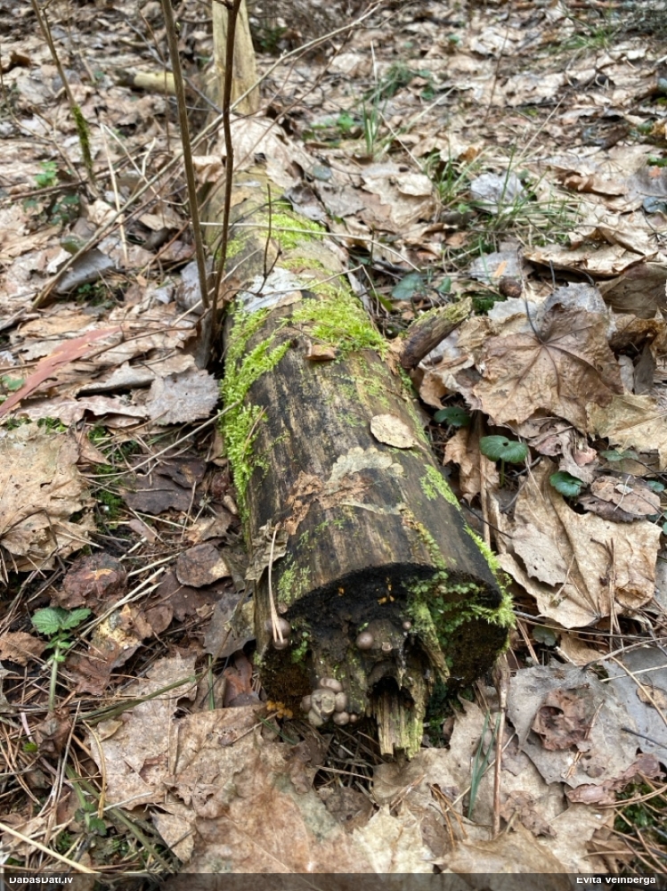 Vilkpienaine (nenoteikta)