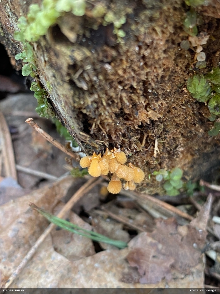 Hemitrihija (nenoteikta)