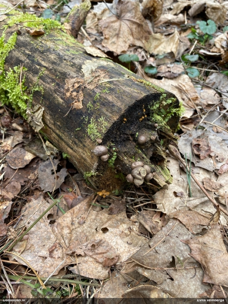 Hemitrihija (nenoteikta)