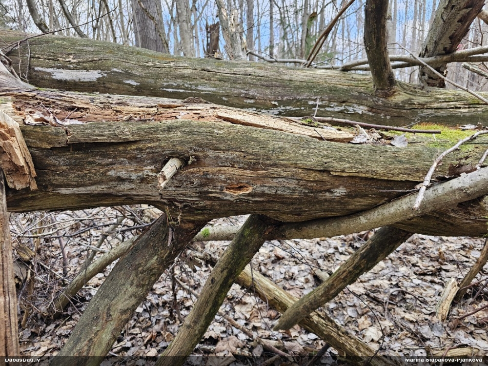 Ķērpis (nenoteikts)