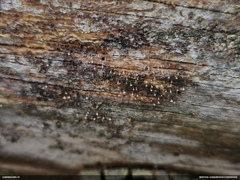 Ķērpis (nenoteikts)