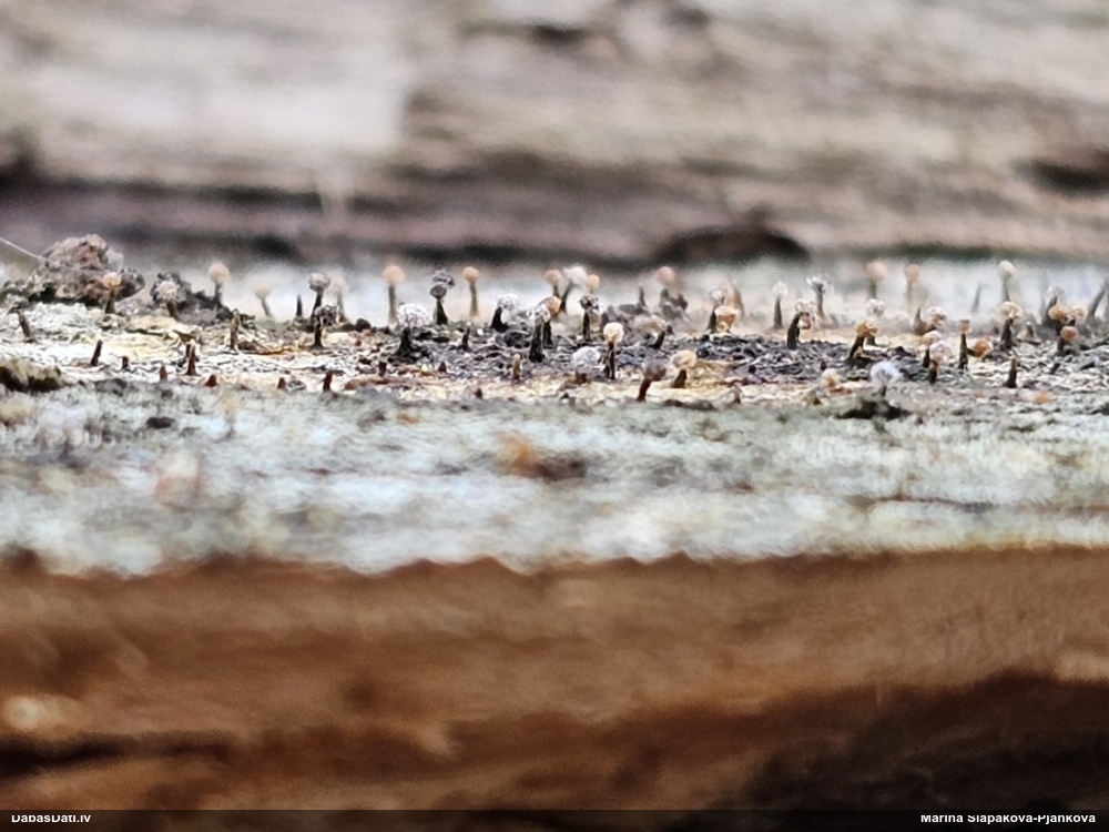 Ķērpis (nenoteikts)