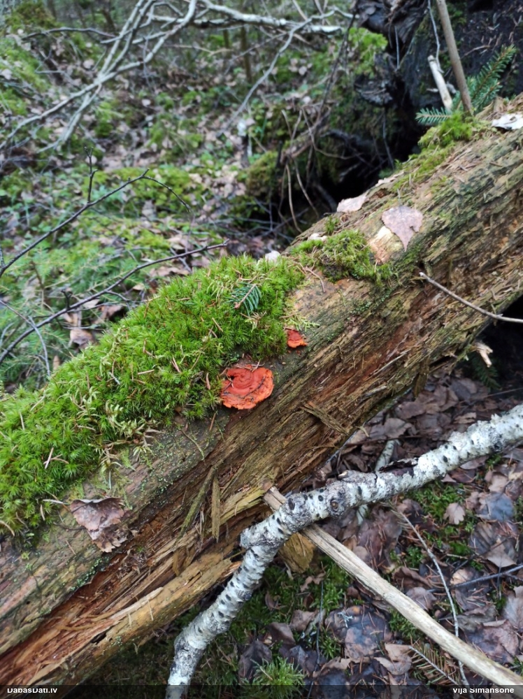 Liesmainā egļpiepe