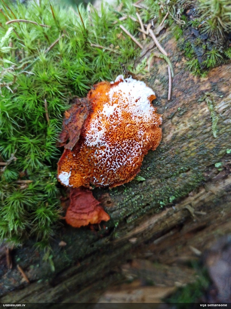 Liesmainā egļpiepe