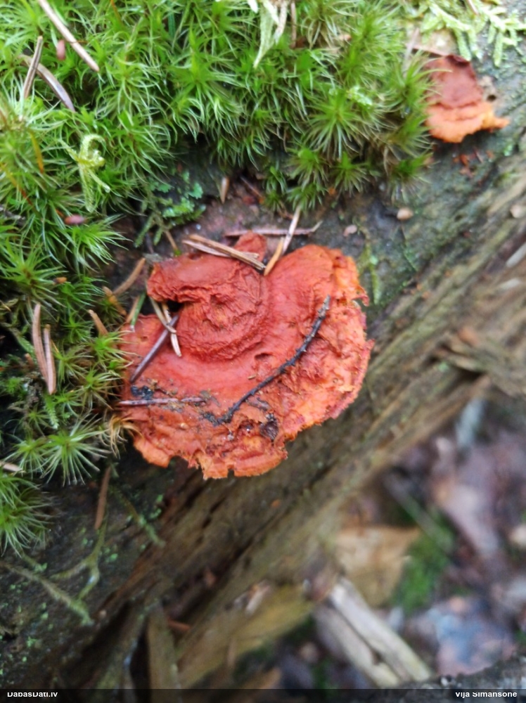 Liesmainā egļpiepe