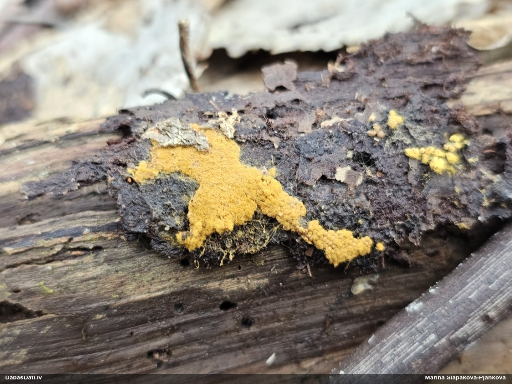 Trihija, hemitrihija (nenoteikta)