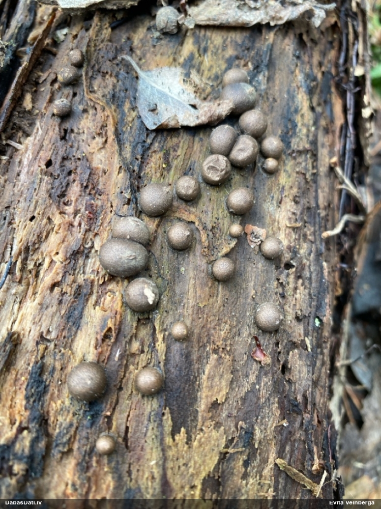 Vilkpienaine (nenoteikta)