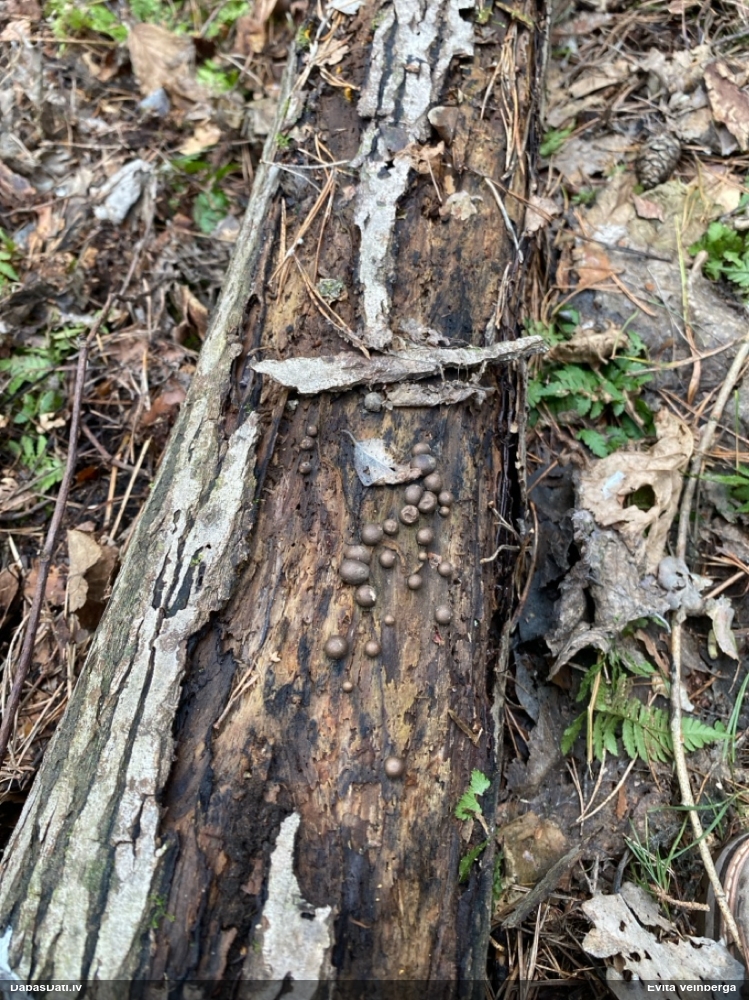 Vilkpienaine (nenoteikta)