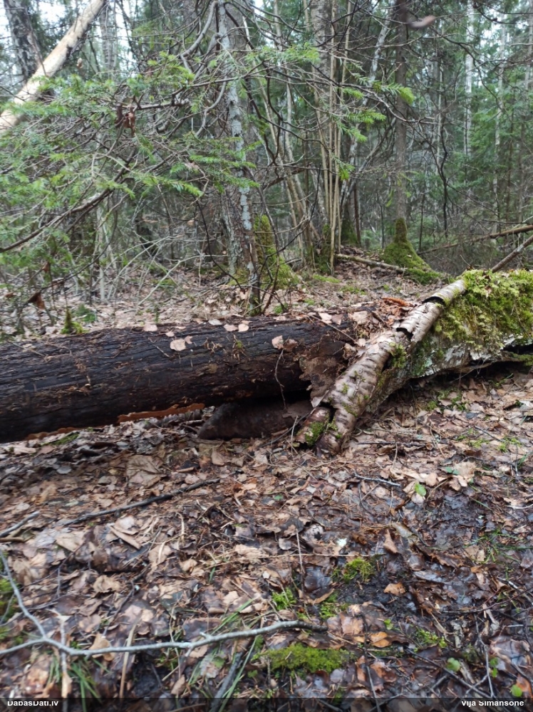 Maldinošā kājpilīte (bij. maldinošā trihija)