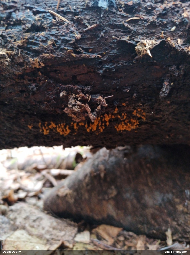 Maldinošā kājpilīte (bij. maldinošā trihija)