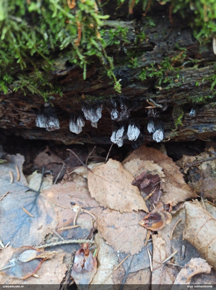 Šokolādes gļotsēne (nenoteikta)