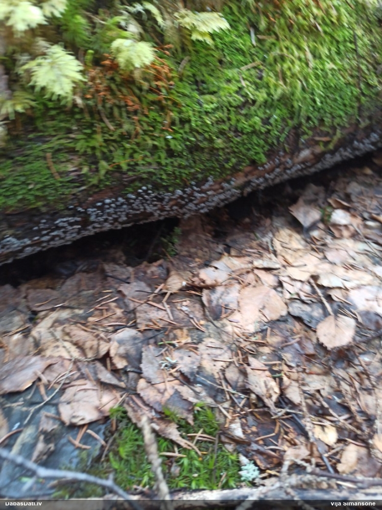 Gļotsēne (nenosakāma)