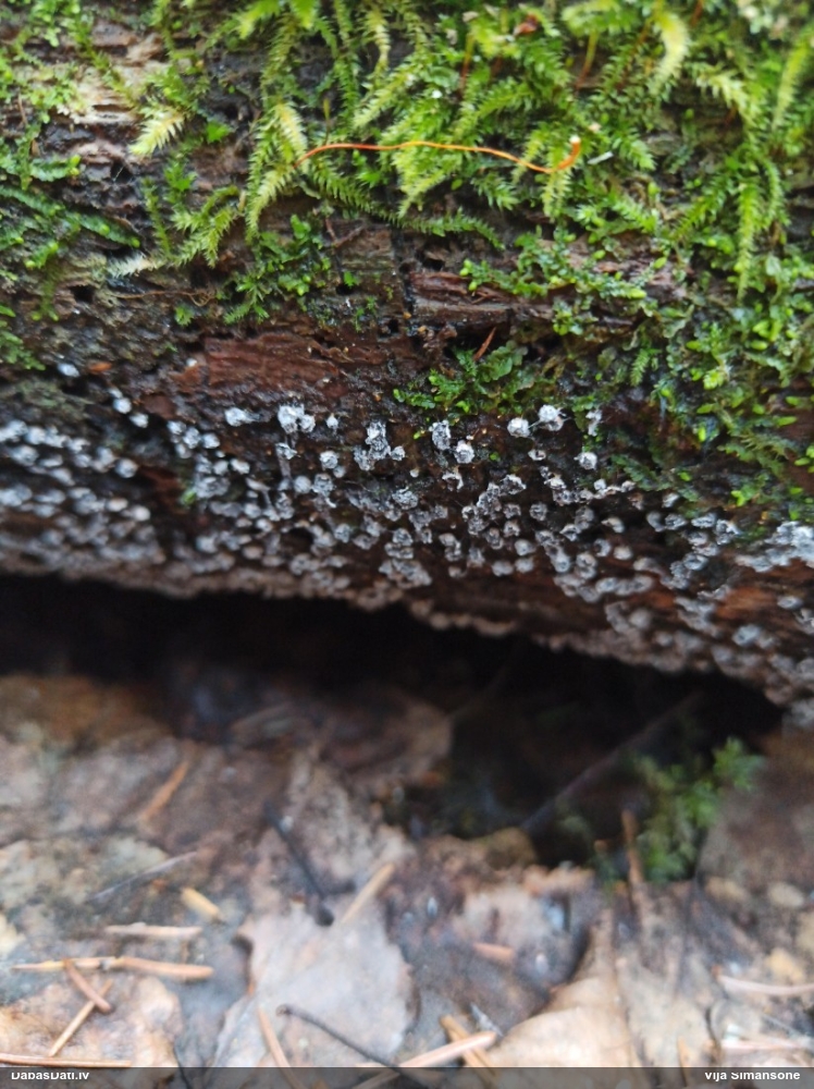 Gļotsēne (nenosakāma)