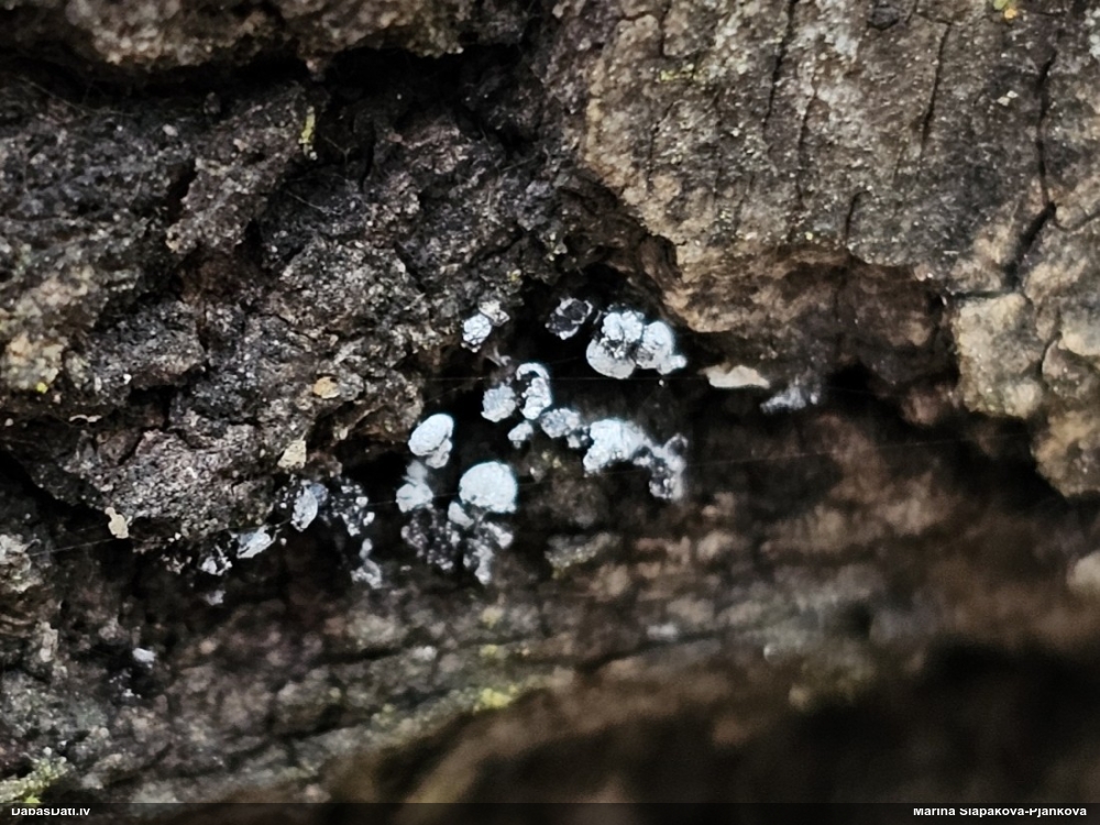 Fizāra (nenoteikta)