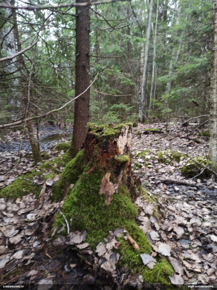 Krāterformas trihija