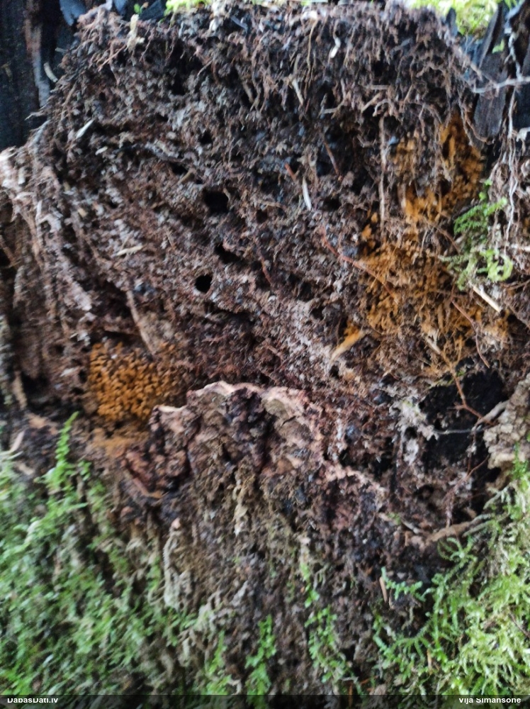 Krāterformas trihija