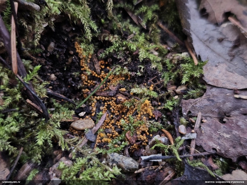 Trihija, hemitrihija (nenoteikta)