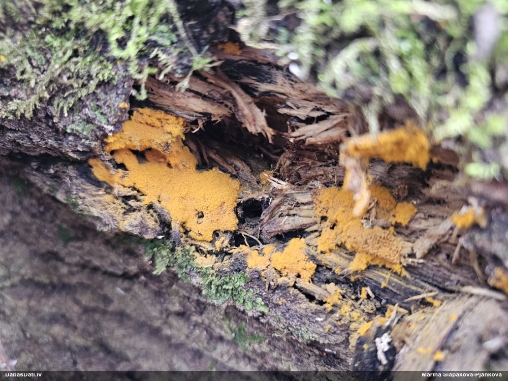 Trihija, hemitrihija (nenoteikta)