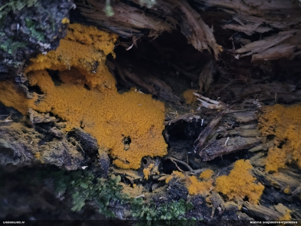 Trihija, hemitrihija (nenoteikta)