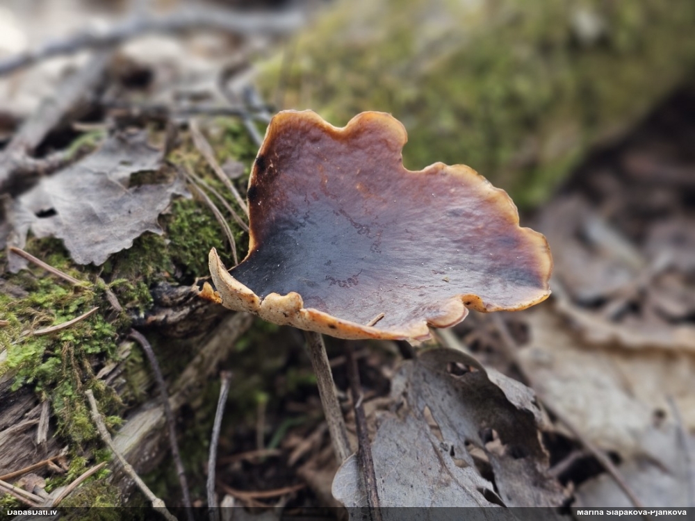 Kastaņbrūnā kātiņpiepe