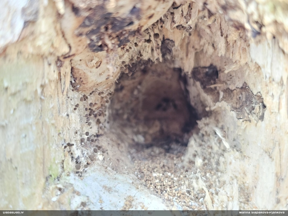 Dižskābaržu fleogena